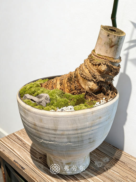 勒竹盆栽 商品图1