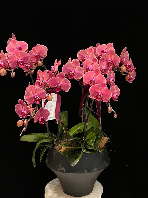 霞光初现 · 蝴蝶兰盆栽 商品图0