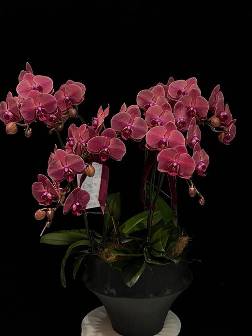 霞光初现 · 蝴蝶兰盆栽 商品图1