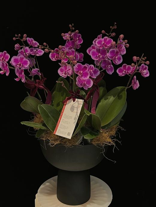 紫气满枝 · 蝴蝶兰盆栽 商品图3