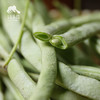 生态四季豆  | 合作生产 * Eco- green beans  | Partner Production 商品缩略图2