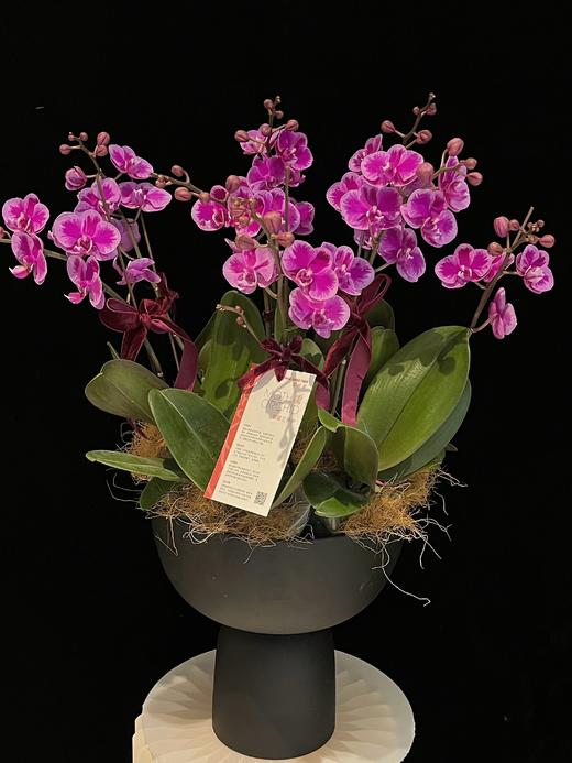 紫气满枝 · 蝴蝶兰盆栽 商品图0