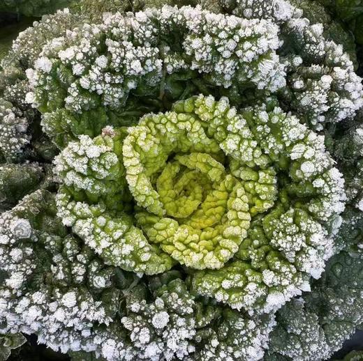 生态黄心乌 | 绿家自产 * Ecological Yellow-heart Chinese Flat Cabbage | In-House Production 商品图5