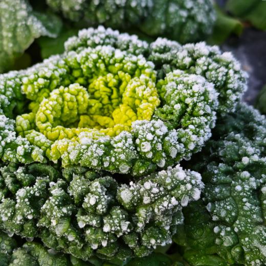 生态黄心乌 | 绿家自产 * Ecological Yellow-heart Chinese Flat Cabbage | In-House Production 商品图1