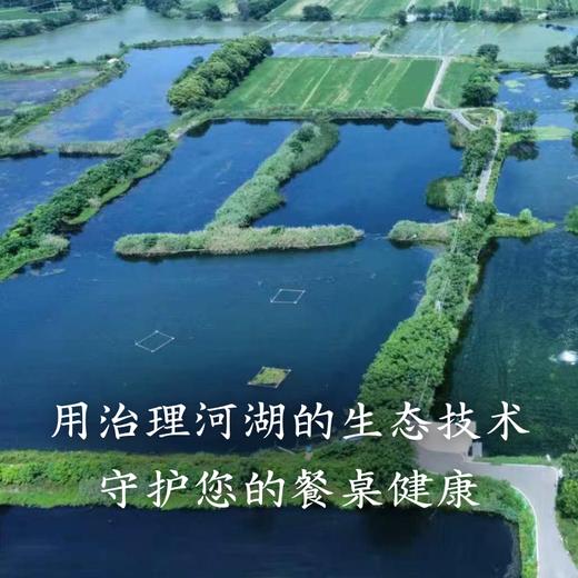 生态鲈鱼 多规格可选择  付款后24小时内产地直发产地直发 江浙沪皖包邮配送 商品图7