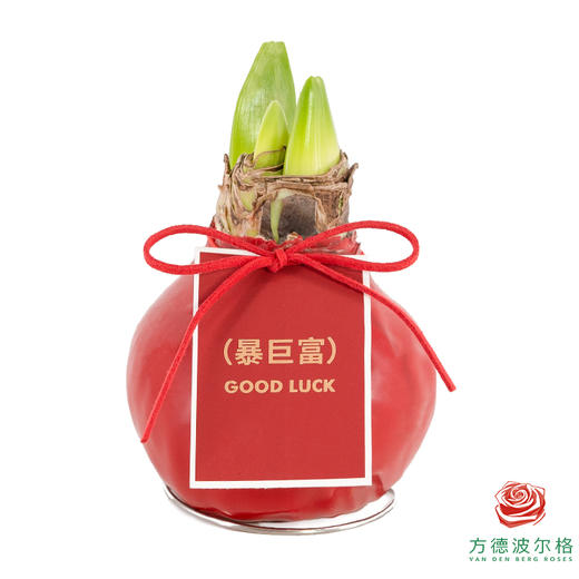 粉白花-暴巨富 石蜡朱顶红（不用浇水） 商品图1