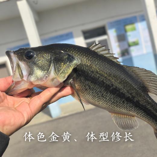 生态鲈鱼 多规格可选择  付款后24小时内产地直发产地直发 江浙沪皖包邮配送 商品图1