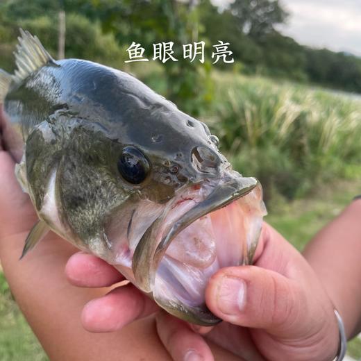 生态鲈鱼 多规格可选择  付款后24小时内产地直发产地直发 江浙沪皖包邮配送 商品图3