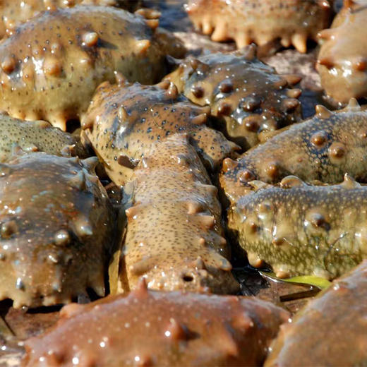 鑫玉龙冻干海参6头礼盒装（净重1.5g*6只）/盒 商品图6