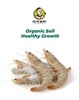 俏虾客 有机盐田带头生虾400g*2盒 商品缩略图0