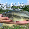 生态鲈鱼 多规格可选择  付款后24小时内产地直发产地直发 江浙沪皖包邮配送 商品缩略图0