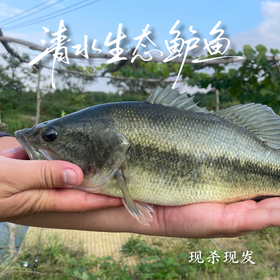 生态鲈鱼 多规格可选择  付款后24小时内产地直发产地直发 江浙沪皖包邮配送