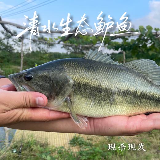 生态鲈鱼 多规格可选择  付款后24小时内产地直发产地直发 江浙沪皖包邮配送 商品图0