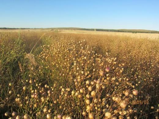 亚麻籽，亚麻籽粉（烤熟磨粉），亚麻籽粉需放冰箱冷藏 商品图3