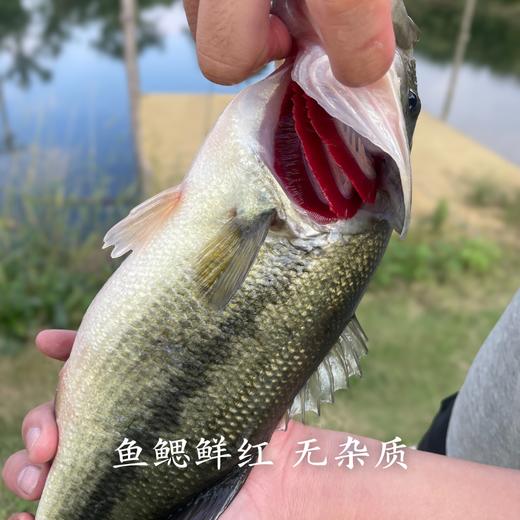 生态鲈鱼 多规格可选择  付款后24小时内产地直发产地直发 江浙沪皖包邮配送 商品图2