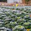 生态黄心乌 | 绿家自产 * Ecological Yellow-heart Chinese Flat Cabbage | In-House Production 商品缩略图2