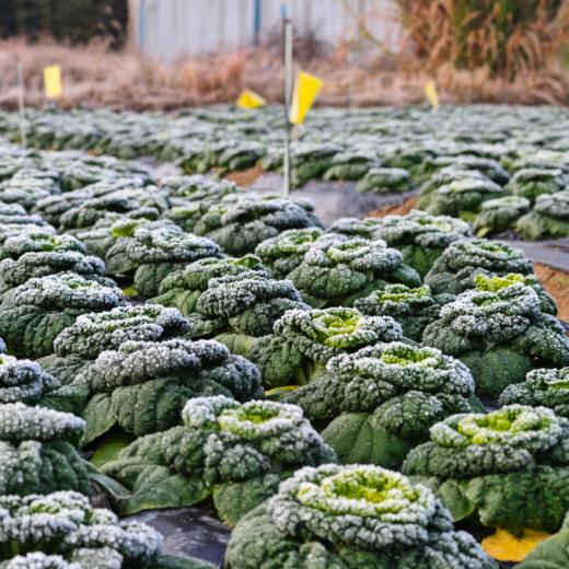 生态黄心乌 | 绿家自产 * Ecological Yellow-heart Chinese Flat Cabbage | In-House Production 商品图2