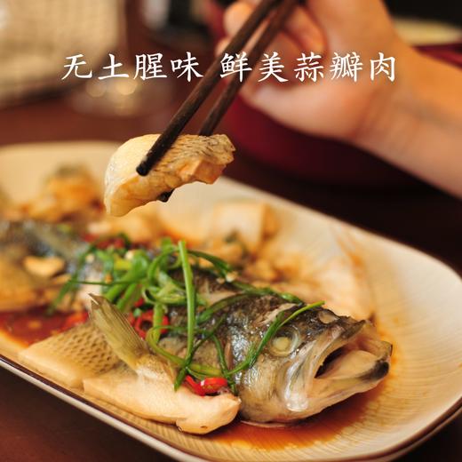 生态鲈鱼 多规格可选择  付款后24小时内产地直发产地直发 江浙沪皖包邮配送 商品图8