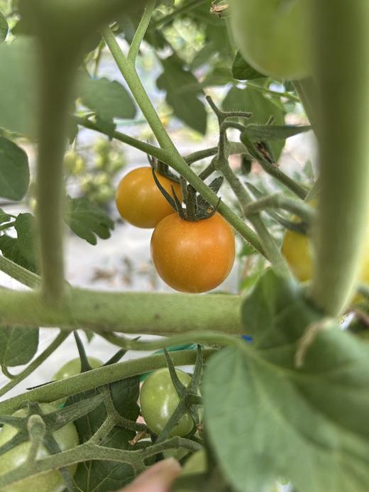 小红柿-黄金圣女果 商品图4