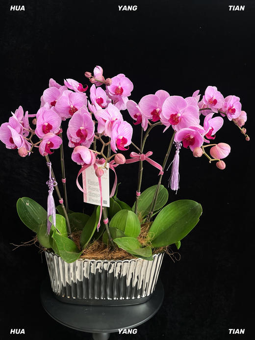 幸福美满 · 蝴蝶兰盆栽 商品图2