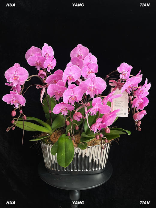 甜蜜浪漫 · 蝴蝶兰盆栽 商品图1
