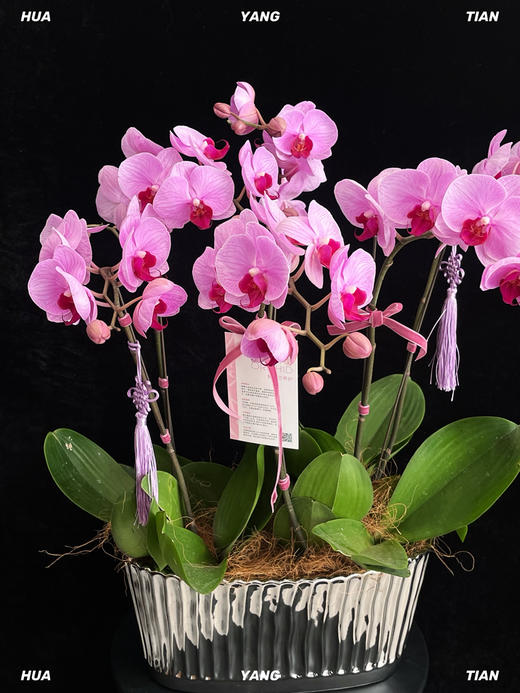 幸福美满 · 蝴蝶兰盆栽 商品图1