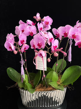 幸福美满 · 蝴蝶兰盆栽