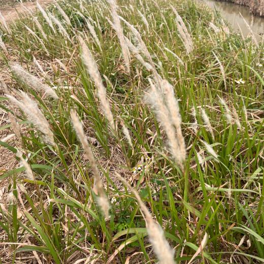 生态鲜茅根 | 绿家自产* Ecological Imperatae Rhizoma| In-House Production 商品图5