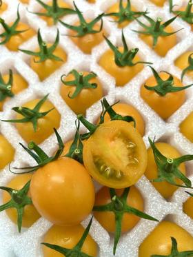 小红柿-黄金圣女果