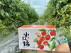 小红柿-黄金圣女果 商品缩略图5