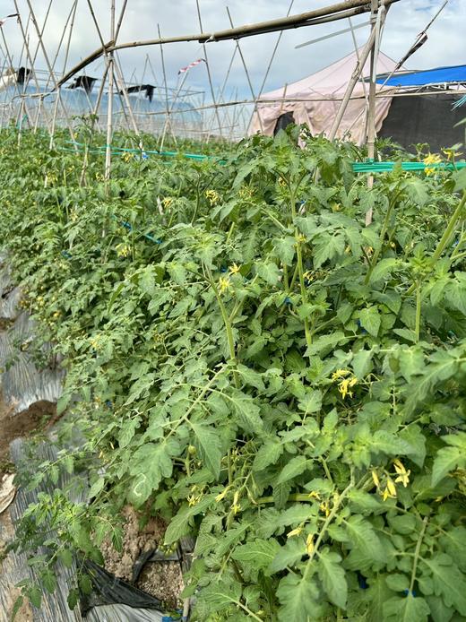 小红柿-黄金圣女果 商品图7