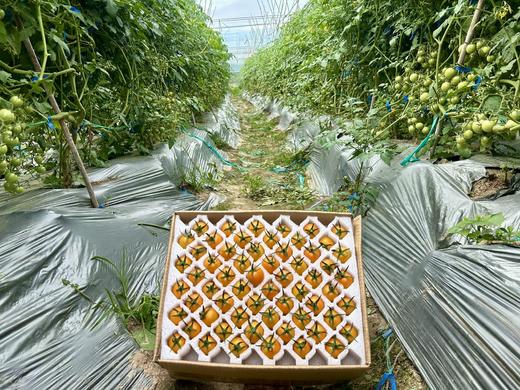 小红柿-黄金圣女果 商品图6