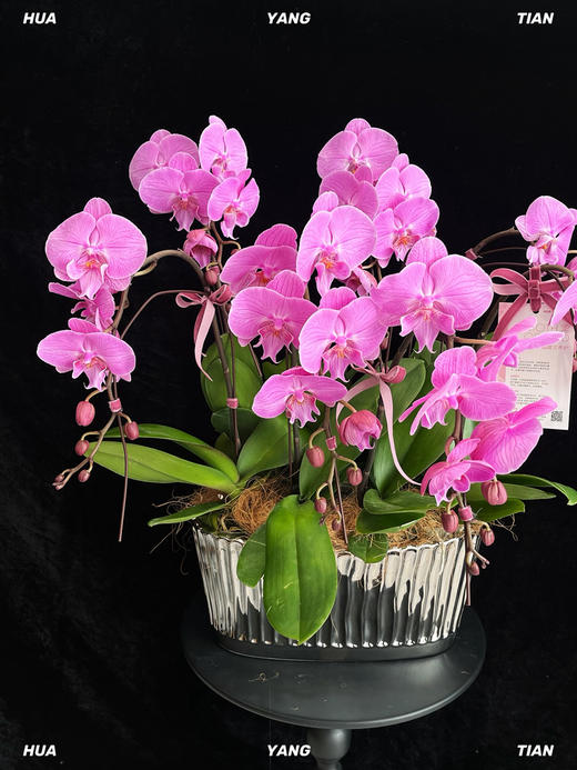 甜蜜浪漫 · 蝴蝶兰盆栽 商品图2