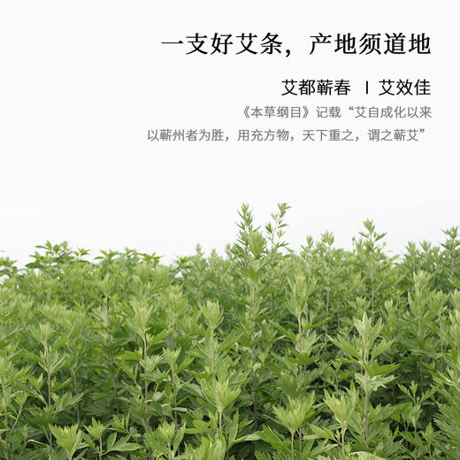 正安国货·正阳版蕲春艾条  3.5cm*15cm  4支  五年陈  火力深透 15:1 商品图4