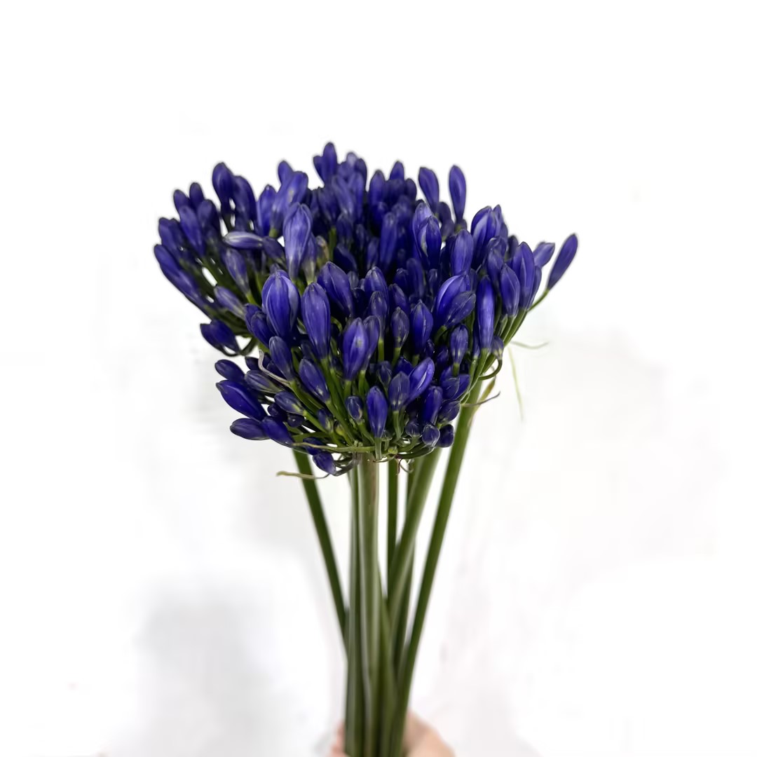 3月25日蓝色百子莲-60cm-10支