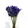 3月25日蓝色百子莲-60cm-10支 商品缩略图0