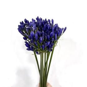 4月8日蓝色百子莲-60cm-10支