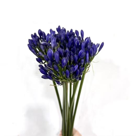 3月25日蓝色百子莲-60cm-10支 商品图0