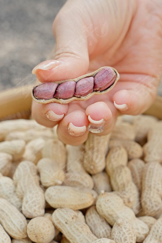 安心有味.龙岩湿烤红衣花生 商品图1