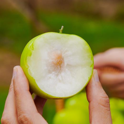 （1.20直播）贵妃蜜枣家庭4斤装 商品图2