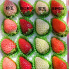 【生态草莓】香甜可口的生态草莓 品种多口味可拼  颗颗精选大小随机/顺丰空运包邮 商品缩略图5