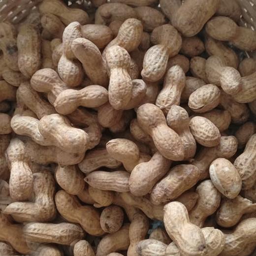 【恩施】土家铁皮花生300g*2 商品图1