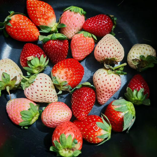 【生态草莓】香甜可口的生态草莓 品种多口味可拼  颗颗精选大小随机/顺丰空运包邮 商品图9