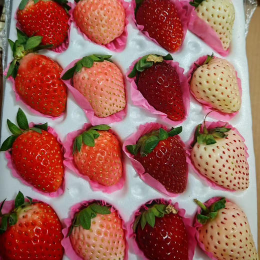 【生态草莓】香甜可口的生态草莓 品种多口味可拼  颗颗精选大小随机/顺丰空运包邮 商品图7