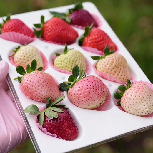 【生态草莓】香甜可口的生态草莓 品种多口味可拼  颗颗精选大小随机/顺丰空运包邮 商品图0