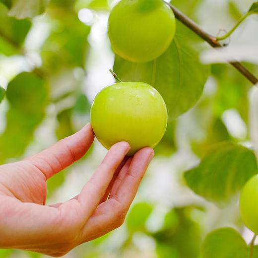 （1.20直播）贵妃蜜枣家庭4斤装 商品图9