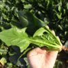 生态菠菜 | 绿家自产 * Ecological spinach | In-House Production 商品缩略图3
