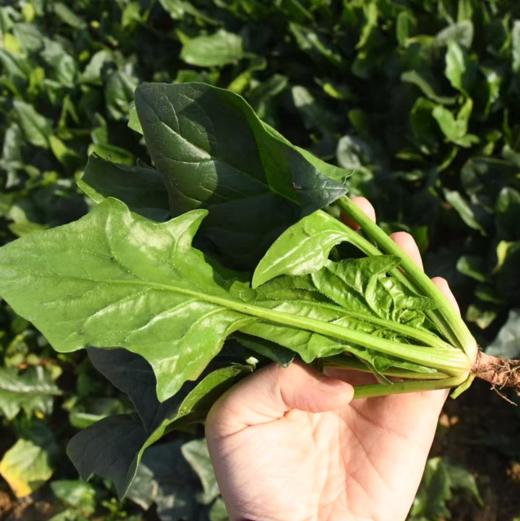生态菠菜 | 绿家自产 * Ecological spinach | In-House Production 商品图3