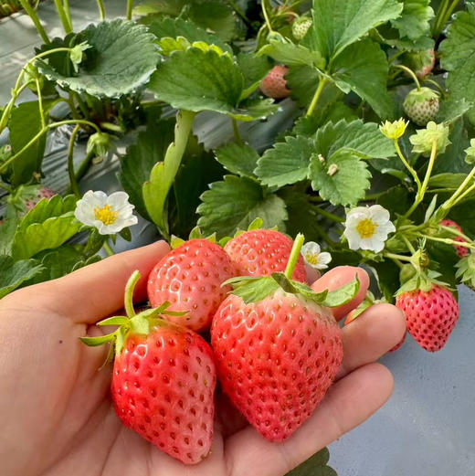 【生态草莓】香甜可口的生态草莓 品种多口味可拼  颗颗精选大小随机/顺丰空运包邮 商品图1
