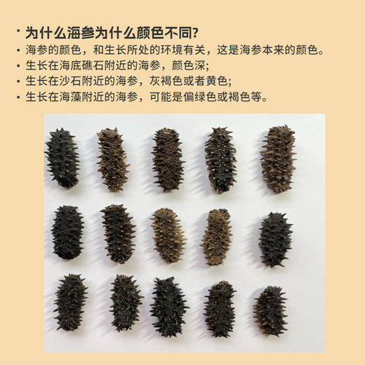 （1217直播）言禧即食海参500g  即食海参（8-10头） 商品图5